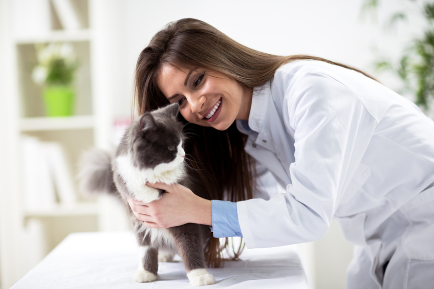 Veterinarian working with a feline patient.