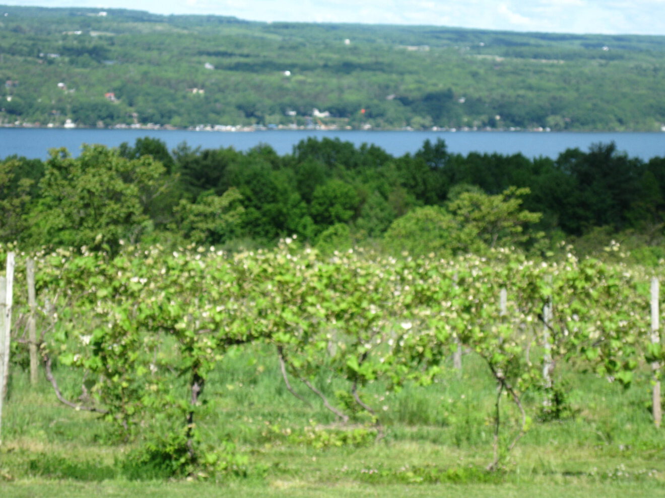 Finger Lakes wineries work together to make a name for themselves