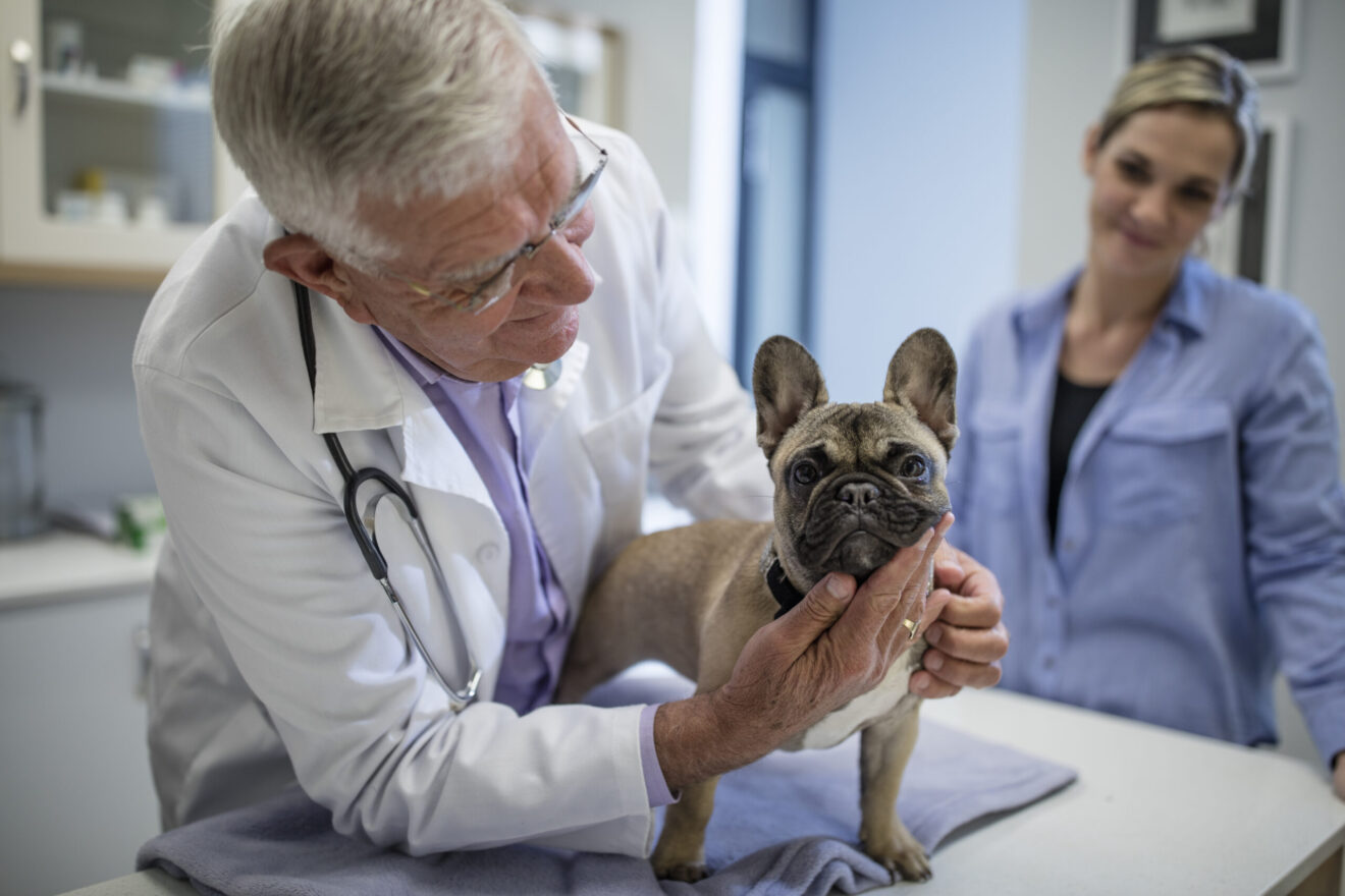 How reproductive testing can bring new clients, income to your veterinary practice