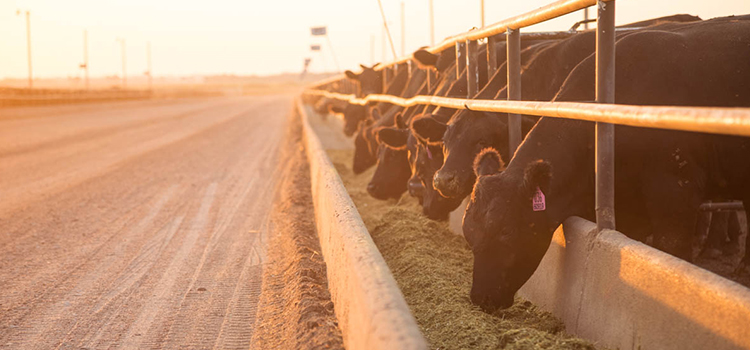 Q&A: Tyson partners with Progressive Beef program to bring transparency to beef production process