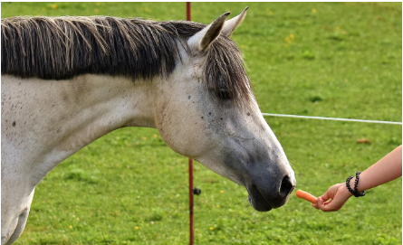 giving horse carrot not stick