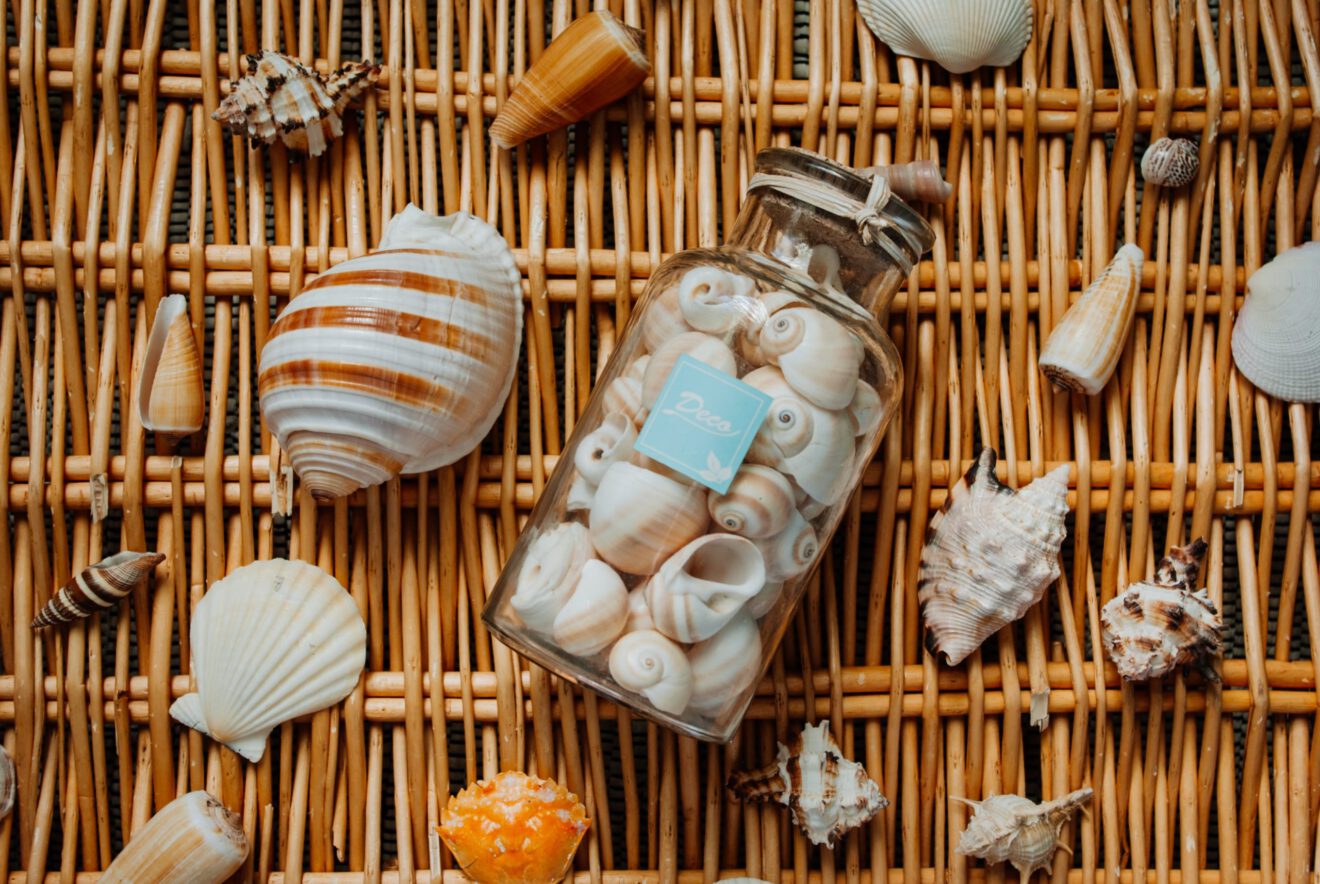 collection of seashells for article on math manipulatives with cultural connections