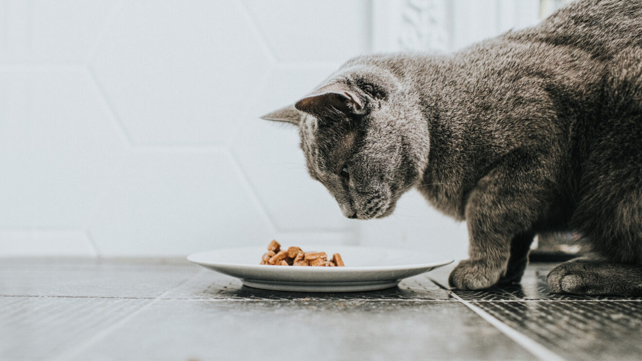 A grey cat eating a small plate of wet cat food