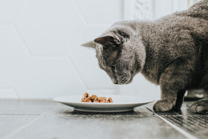 A grey cat eating a small plate of wet cat food