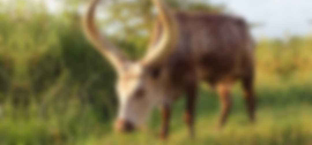 blurry picture of an animal for GoodVision sponsored post