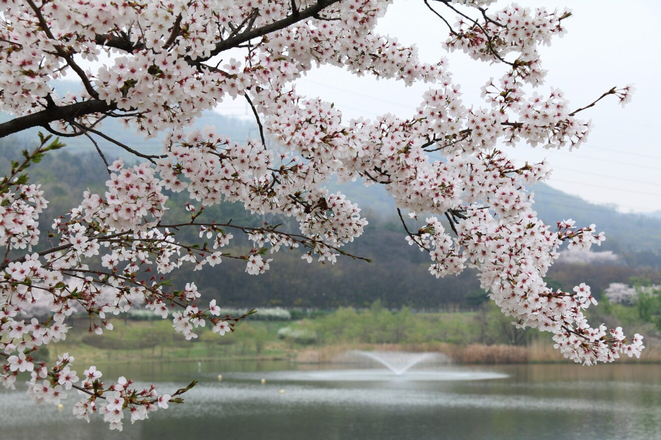 A tree blooming in spring.