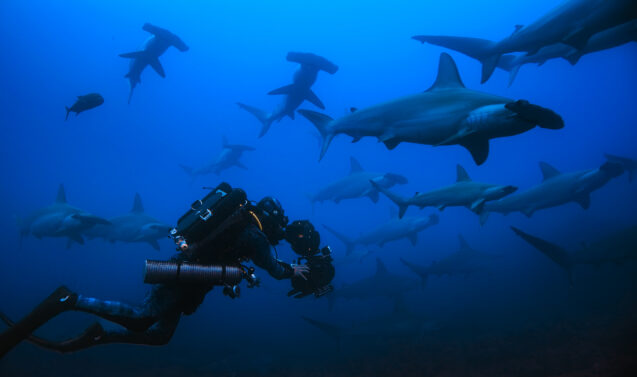 Host, Bertie Gregory dives with several Hammerhead Sharks.