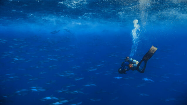 Host, Bertie Gregory, films a huge school of Pacific white sided dolphins.
