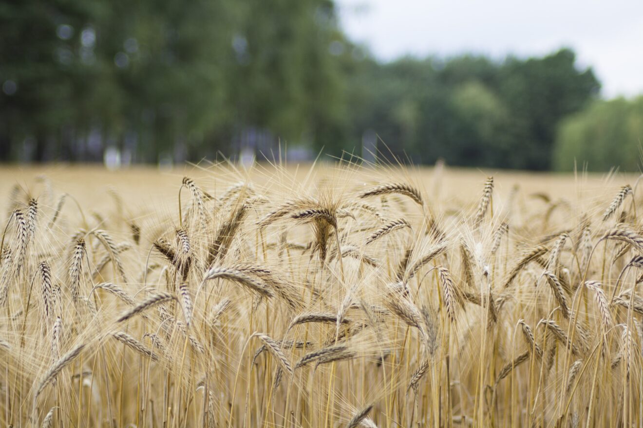 A field of wheat.